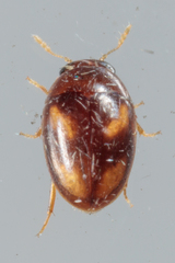 Neolitochrus pulchellus