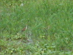 Jacana spinosa