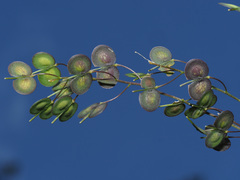 Biscutella variegata