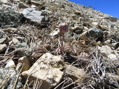 Fritillaria pinetorum