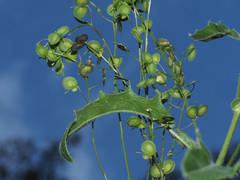 Biscutella variegata