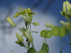 Biscutella variegata