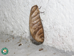 Antaea juturna