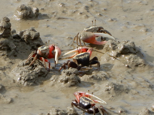 Bowed Fiddler Crab, photo 6 of 9