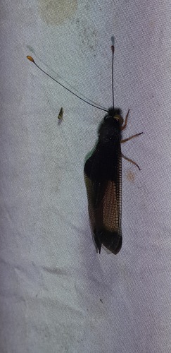 Cordulecerus maclachlani