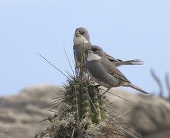 Common Diuca Finch photo 4
