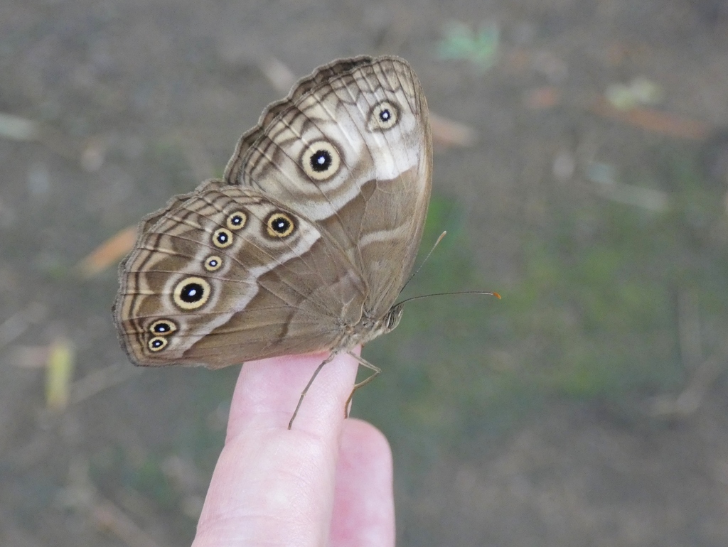 Toothed Stately Bush Brown