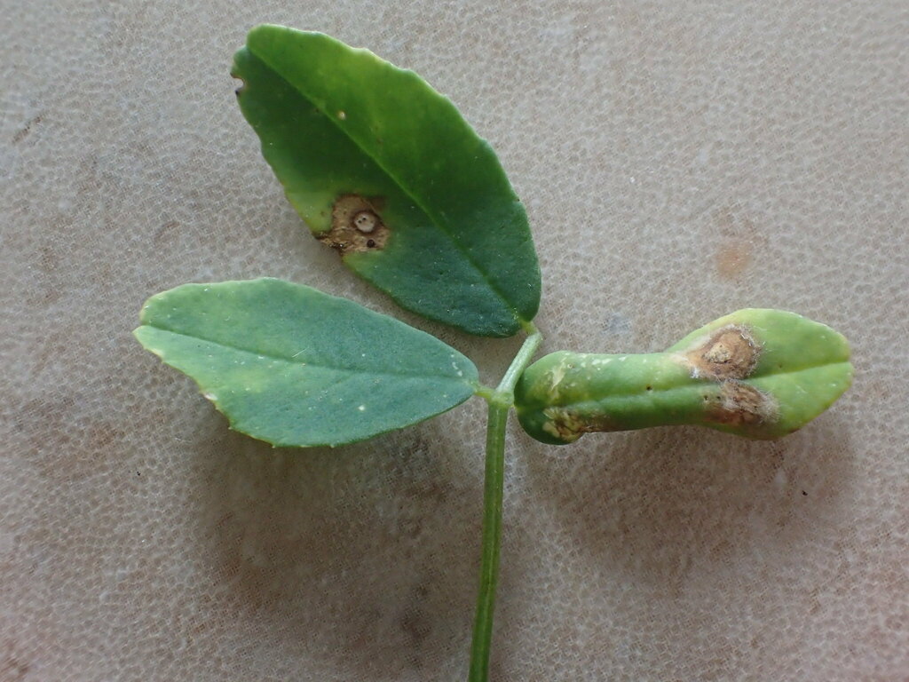 Phyllonorycter medicaginella
