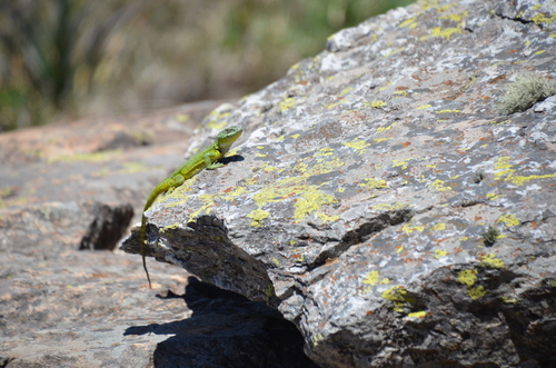 Casuhatien Anole, Pristidactylus casuhatiensis