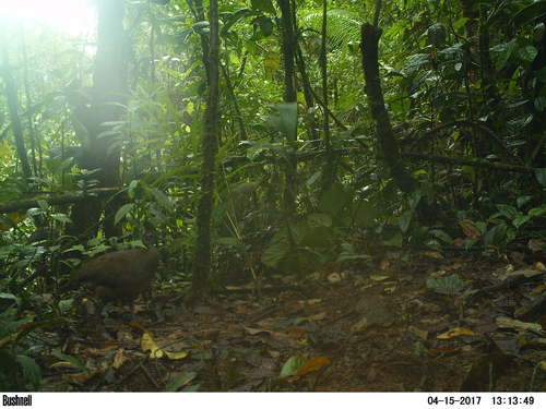 Great Tinamou