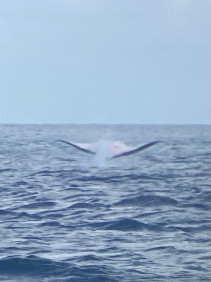 Atlantic manta
