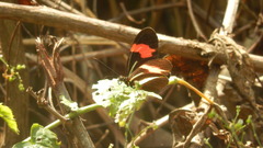 Heliconius erato
