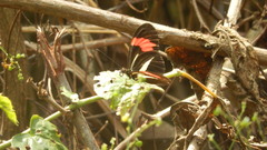 Heliconius erato