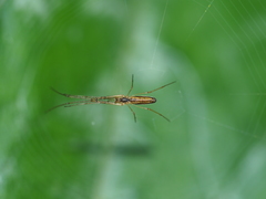 Tetragnatha pinicola