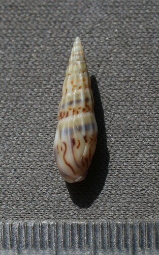 Mazatlania fulgurata (Mazatlania fulgurata)