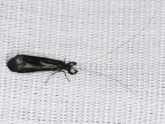 Mystacides sepulchralis