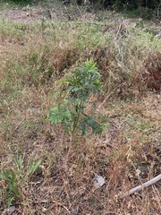 Slaty wattle (Acacia implexa)