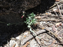 Boechera platysperma