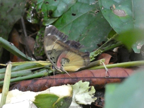 Euphaedra mirabilis