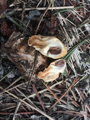 Pholiota nubigena
