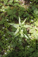 Senecio triangularis