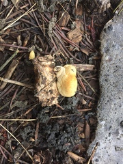 Pholiota nubigena