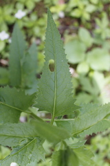 Senecio triangularis