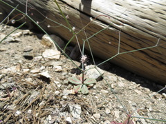 Acanthoscyphus parishii parishii