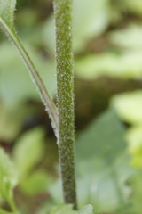Senecio triangularis