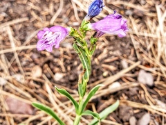 Penstemon neomexicanus