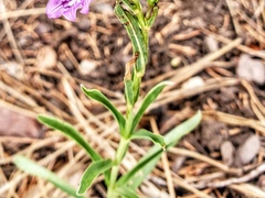 Penstemon neomexicanus