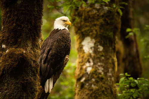 Bald Eagle, photo 2 of 9