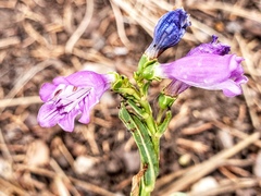 Penstemon neomexicanus