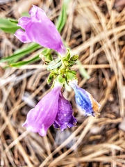 Penstemon neomexicanus