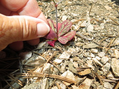 Acanthoscyphus parishii parishii