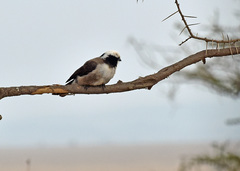 Eurocephalus ruppelli