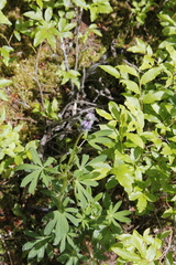 Lupinus arcticus
