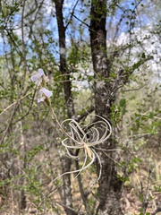Curly Airplant (Tillandsia streptocarpa)