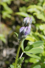 Lupinus arcticus
