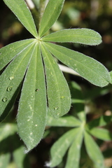 Lupinus arcticus