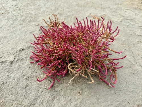 Image of Salicornia rubra by (c) Zach Earl, some rights reserved (CC BY)