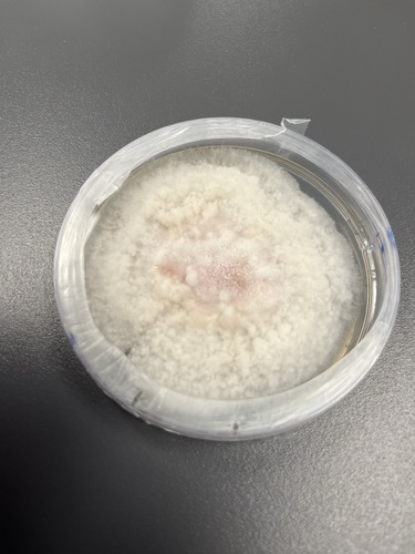 Fusarium graminearum observed 2024-11-19