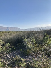 Thamnochortus spicigerus