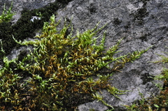 Homalothecium aeneum