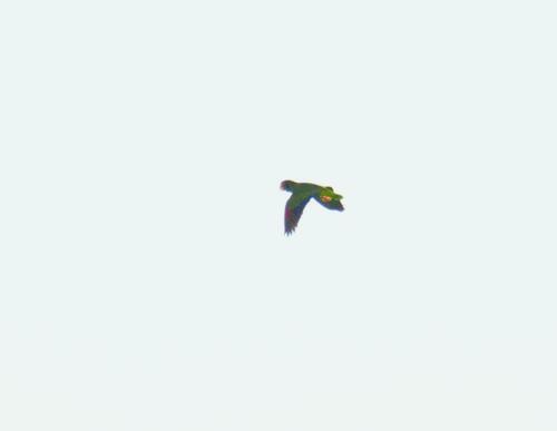 Yucatan Amazon (Amazona xantholora), photo 5