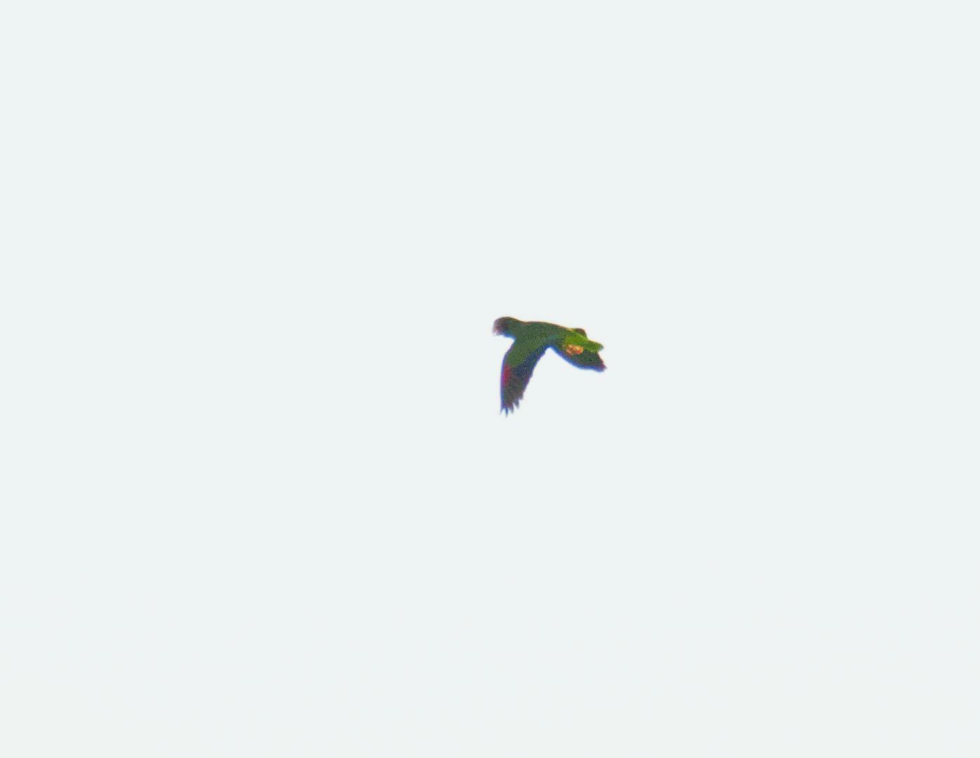 Yellow-lored Amazon illustration