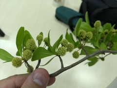 Terminalia tetraphylla