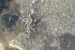 Hemigrapsus