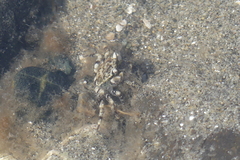 Hemigrapsus