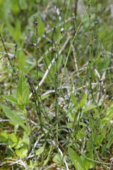 Equisetum variegatum